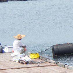 淡路じゃのひれフィッシングパーク 釣果