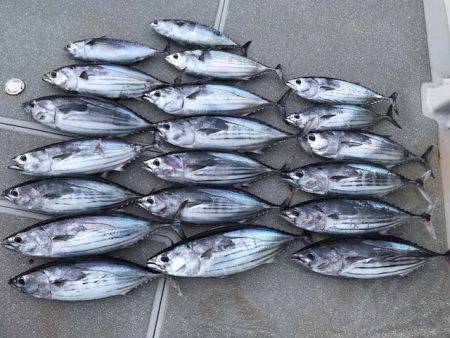 へいみつ丸 釣果