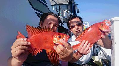 しまや丸 釣果