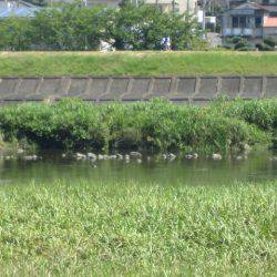 狩野川（狩野川漁業協同組合） 釣果