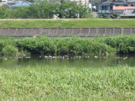 狩野川（狩野川漁業協同組合） 釣果