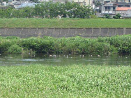 狩野川（狩野川漁業協同組合） 釣果