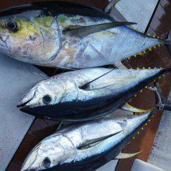 小海途 釣果