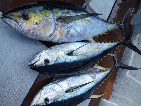 小海途 釣果