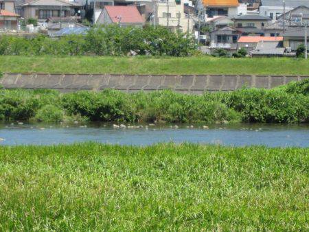 狩野川（狩野川漁業協同組合） 釣果