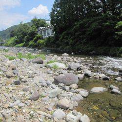 狩野川（狩野川漁業協同組合） 釣果