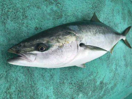 広進丸 釣果