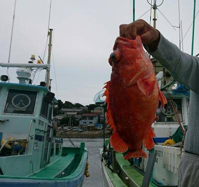 かねい丸 釣果