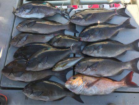 釣鯛洋 釣果