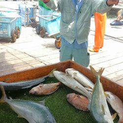 海の釣堀 海恵 釣果