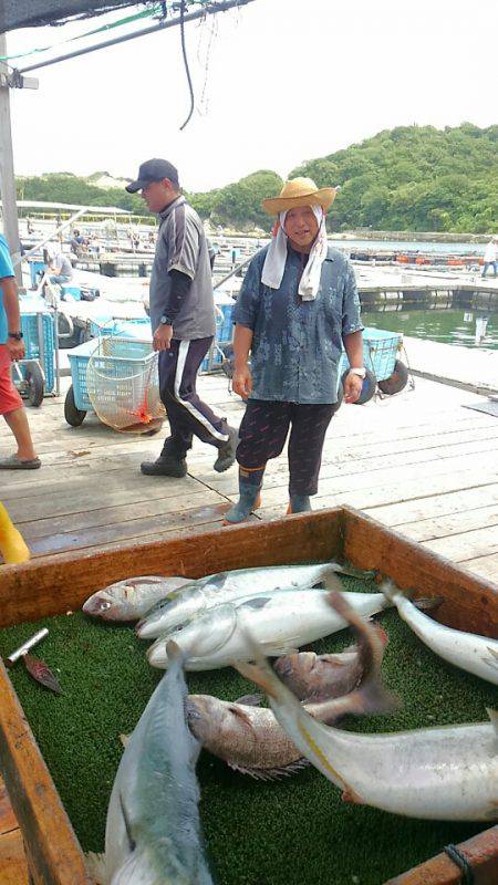 海の釣堀 海恵 釣果