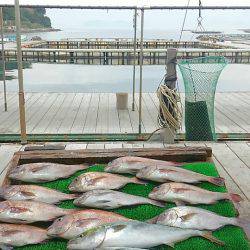 海の釣堀 海恵 釣果