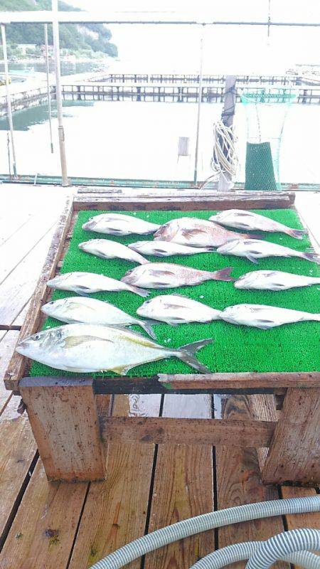 海の釣堀 海恵 釣果