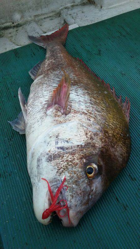 鷹王丸 釣果