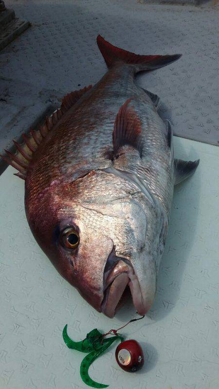 鷹王丸 釣果