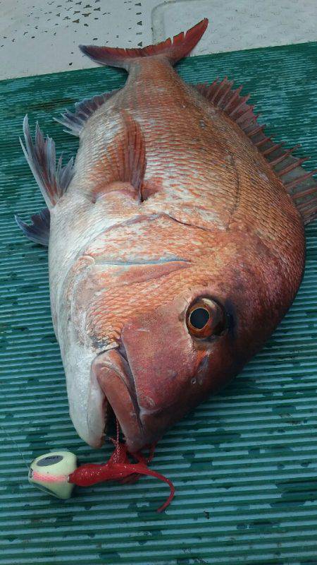 鷹王丸 釣果