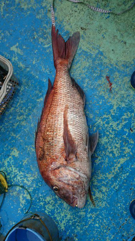 だて丸 釣果