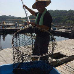 海の釣堀 海恵 釣果