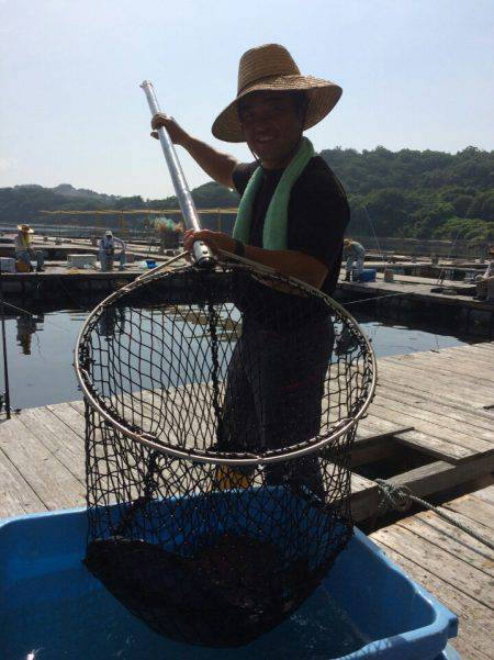 海の釣堀 海恵 釣果