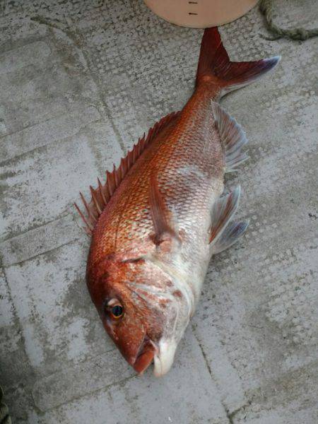 ありもと丸 釣果