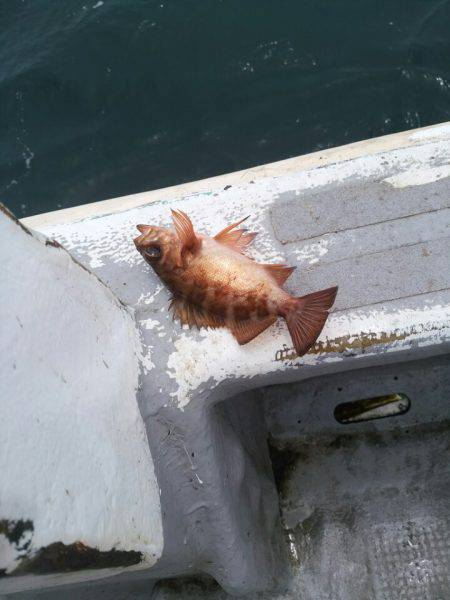 ありもと丸 釣果