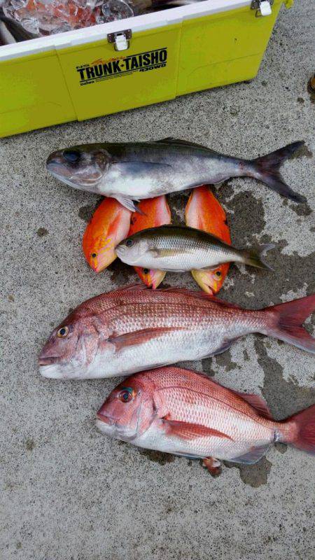 ゆたか丸 釣果