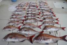 KIM Fishing Guide Service 釣果