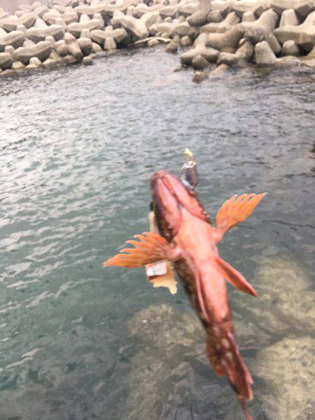 なんとか 岡山 寄島園地周辺 ガシリング カサゴ ガシラ 陸っぱり 釣り 魚釣り 釣果情報サイト カンパリ