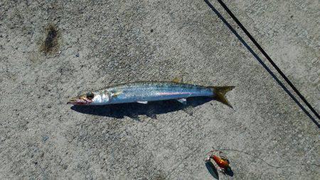 淡路島、明石方面で青物釣果が上がっていたので行って見たのですが？