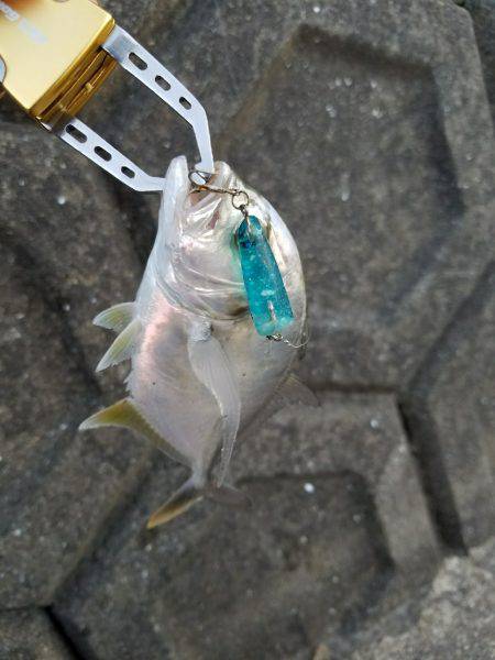 あまり魚っ気が無いようです