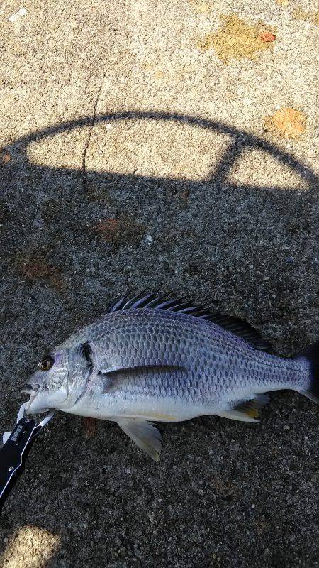 沖提タチウオ好調ついでにキビレ