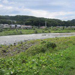 狩野川（狩野川漁業協同組合） 釣果