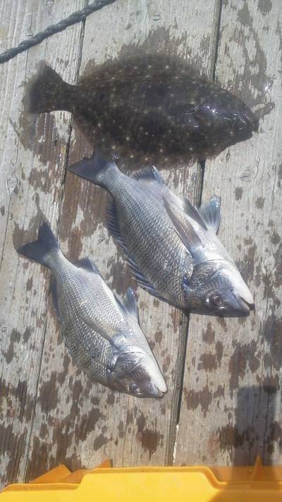 旭星釣りセンター 釣果