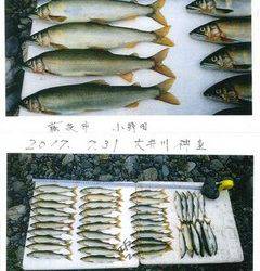 大井川（大井川(非)漁業協同組合） 釣果
