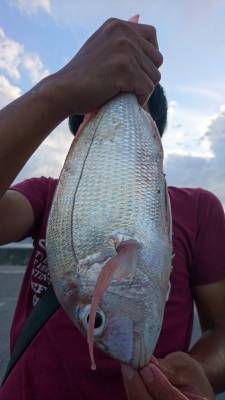 秀丸 釣果