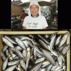 荒川屋 釣果