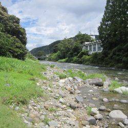 狩野川（狩野川漁業協同組合） 釣果