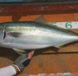 火遠理丸（ほおりまる） 釣果