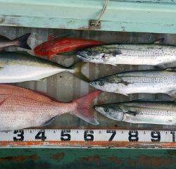 火遠理丸（ほおりまる） 釣果