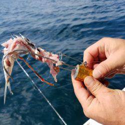 遊漁船　ニライカナイ 釣果