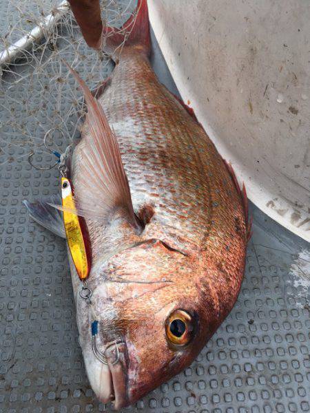 エヌスタイル 釣果