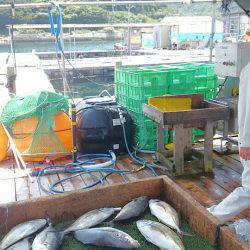 海の釣堀 海恵 釣果