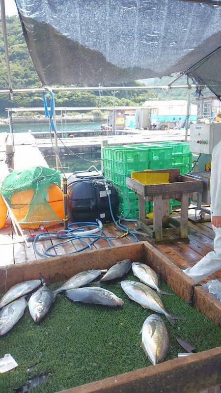 海の釣堀 海恵 釣果