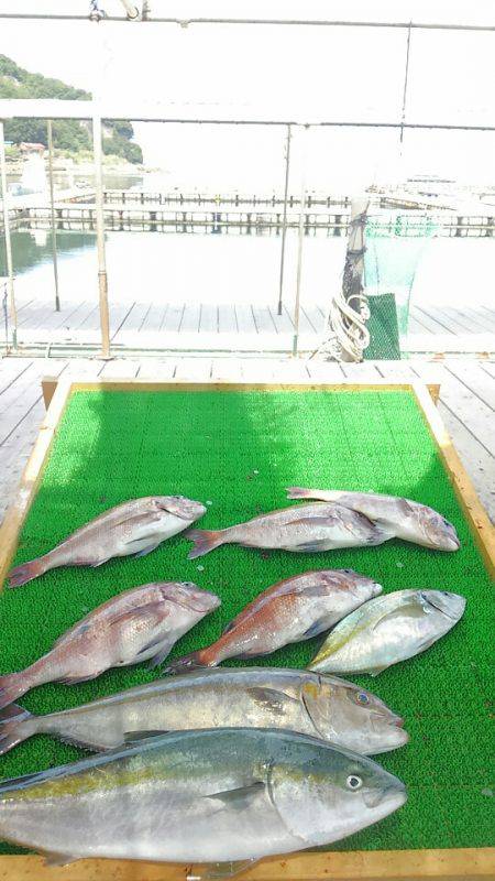 海の釣堀 海恵 釣果