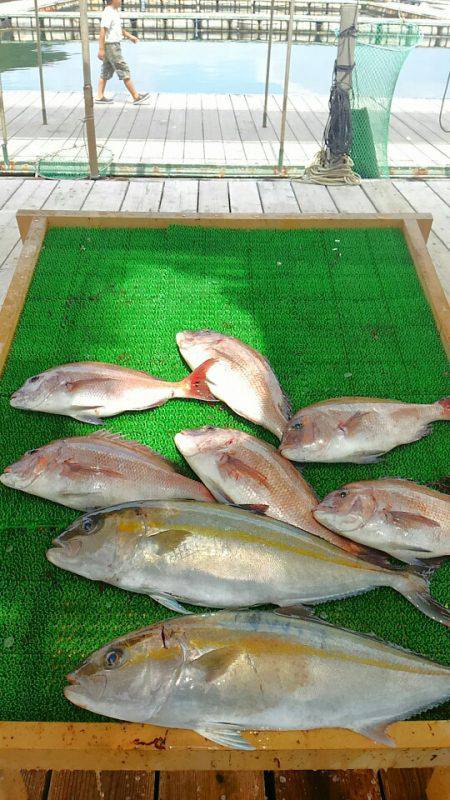 海の釣堀 海恵 釣果