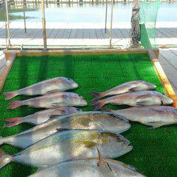 海の釣堀 海恵 釣果