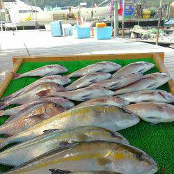 海の釣堀 海恵 釣果