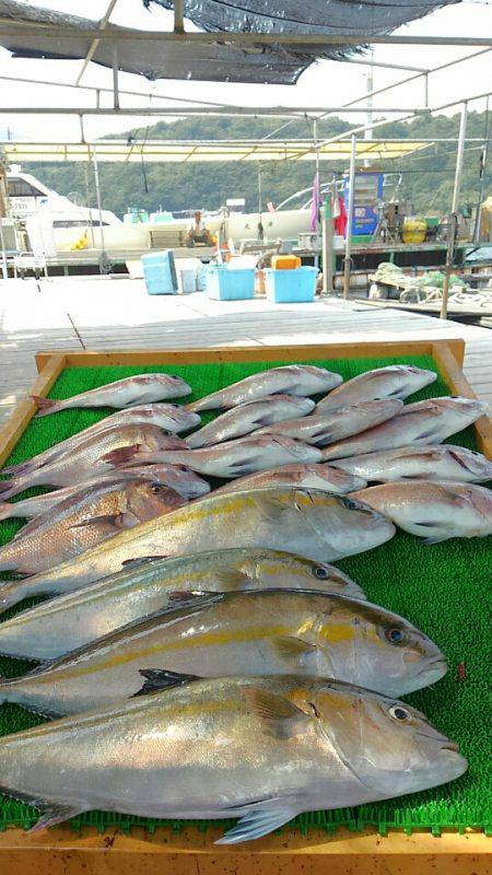 海の釣堀 海恵 釣果