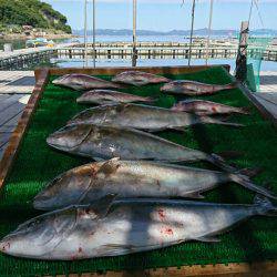 海の釣堀 海恵 釣果