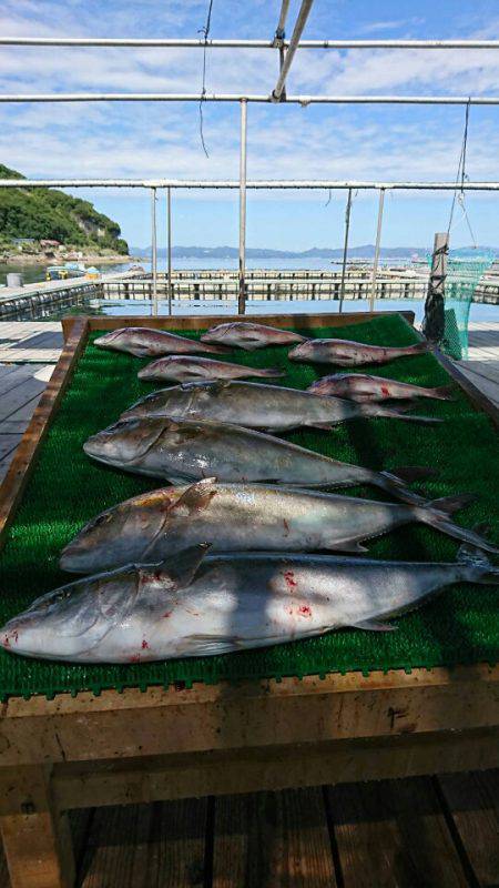 海の釣堀 海恵 釣果